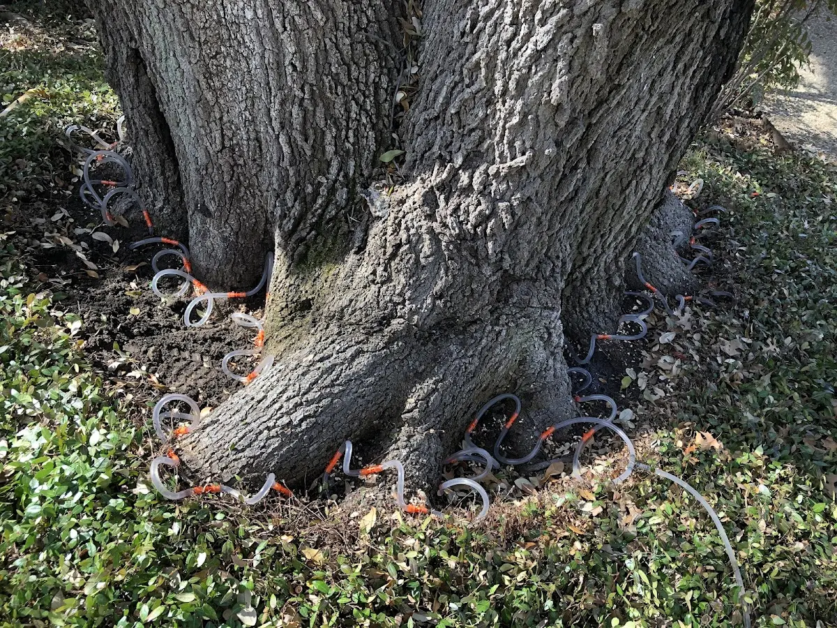 Detailed Tree Cabling and Bracing job site in Barkhamsted