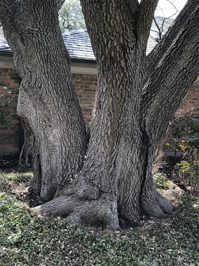 Mature heritage tree close to a Barkhamsted property cared for by certified arborists